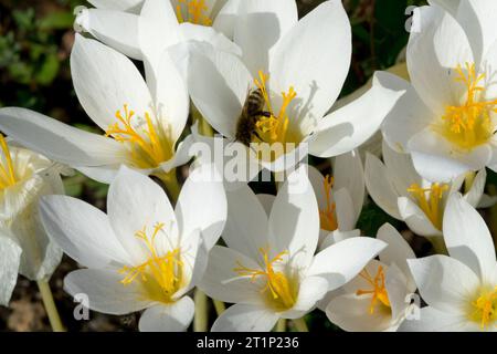 Honigbiene in Blume, Weiße Biebersteins Crocus speciosus 'Albus', Herbst, Weiße, Krokusse Stockfoto