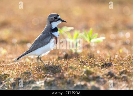 Doppelbandpfeifer (Charadrius bicinctus bicinctus) in Neuseeland. Auch bekannt als Banded Dotterel oder Pohowera. Stockfoto