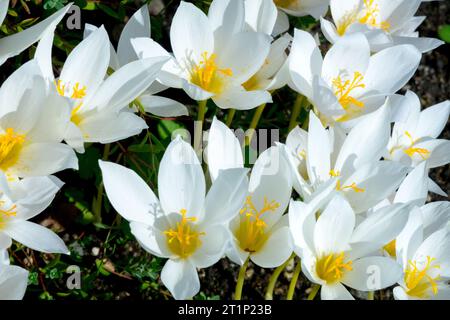 Weiß, Blumen, Herbst, Krokusse, Zoll, Garten Stockfoto