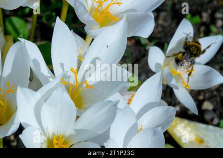 Hummel an Weißer Biebersteins Crocus speciosus Blume Stockfoto