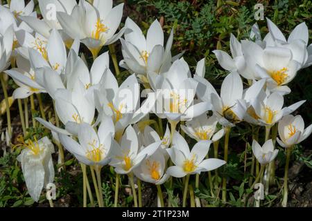 Weiß, Krokusse im Garten, Crocus speciosus 'Albus' Stockfoto