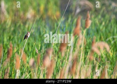 Der singende männliche Grossschildkröte (Acrocephalus arundinaceus) im Schilfbett in Bulgarien. Stockfoto