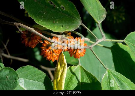 Exotisch, Früchte, reif, auf, Zweig, Papier Maulbeere, Broussonetia Papyrifera, essbar, Obst Stockfoto
