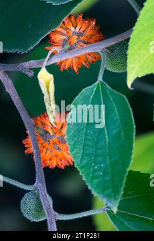 Papier Maulbeere, Broussonetia papyrifera, essbar, Früchte, Blatt, Verzweigung Stockfoto