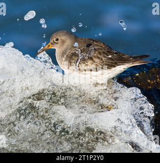 Winterender violetter Sandpiper (Calidris maritima) entlang der niederländischen Nordseeküste. Sie stand auf einem Felsen mit einer Welle, die über die Felsen stürzte. Stockfoto