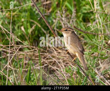 Migrant Radde's Warbler (Phylloscopus schwarzi) während der Frühjahrswanderung an der Ostküste Chinas Stockfoto