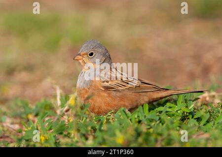 Erwachsene männliche Cretzschmar's Bunting (Emberiza caesia) während der Frühjahrsmigration in Eilat, Israel. Auf dem Boden wachsam stehen. Stockfoto