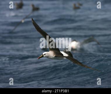 Adulte atlantische Gelbnasen-Albatross (Thalassarche chlororhynchos) im Südatlantik. Im Flug mit anderen Seevögeln im Hintergrund. Stockfoto