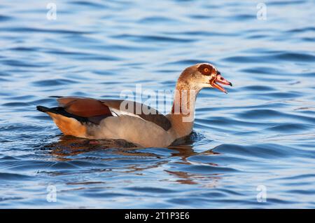 Ägyptische Gans (Alopochen aegyptiaca) in den Niederlanden. Schwimmen in einem städtischen Teich. Stockfoto