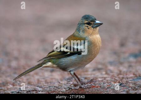 Azoren Chaffinch (Fringilla coelebs moreletti) auf der Insel Sao Miguel, Azoren, Portugal. Stockfoto