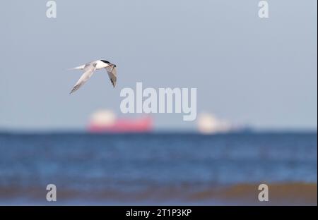 Sandwichtannen (Thalasseus sandvicensis), die entlang der Küste von Katwijk, Niederlande, fliegen. Mit einem Fisch im Schnabel. Große Schiffe liegen im Hintergrat Stockfoto