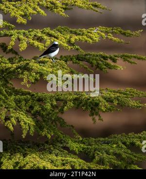 Männlicher Zypernkatheter (Oenanthe cypriaca) im Frühjahr auf Zypern. Stockfoto