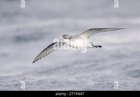 Fairy Prion (Pachyptila turtur) fliegt über den Ozean vor der Küste von Kaikoura in Neuseeland. Stockfoto