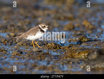 Vagrant erster-Winter Halbfaltenpfeifer (Charadrius semipalmatus) auf der Insel Terceira, Azoren, Portugal. Stockfoto