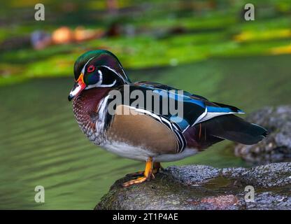 Männliche Holzente (Aix sponsa) auf den Azoren. Vielleicht ein wilder Landstreicher aus Nordamerika. Stockfoto