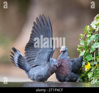 Paar Trocaz Tauben (Columba trocaz), auch bekannt als Madeira Lorbeerkaube oder Langläufer Taube, an einem kleinen Bach in einem Lorbeer Wald auf Madeira. Stockfoto