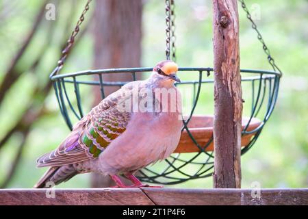 Ein männlicher Gemeiner Bronzewing, Phaps chalcoptera, eine Art mittelgroßer Taube, die in Australien beheimatet ist, im Margaret River, Westaustralien. Stockfoto