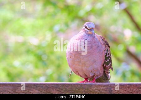 Phaps chalcoptera, eine Art mittelgroßer Taube, die in Australien im Margaret River, Westaustralien, beheimatet ist. Stockfoto