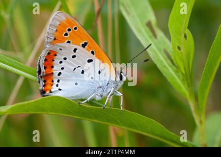 Niederländisches Großkupfer (Lycaena dispar batava) in den Niederlanden. Endemische Unterart. Stockfoto