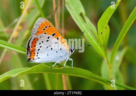 Niederländisches Großkupfer (Lycaena dispar batava) in den Niederlanden. Endemische Unterart. Stockfoto