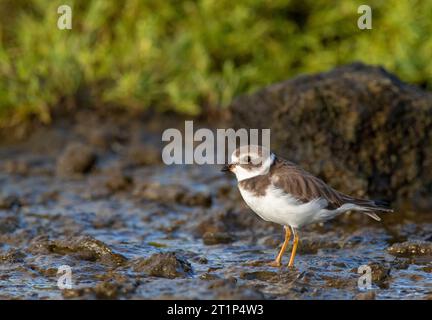 Vagrant erster-Winter Halbfaltenpfeifer (Charadrius semipalmatus) auf der Insel Terceira, Azoren, Portugal. Stockfoto