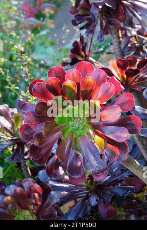 Aeonium arboreum Atropurpureum, dunkelvioletter Hauseleek-Baum, Rosetten aus glänzenden, fleischigen, dunkelvioletten Blättern. Stockfoto