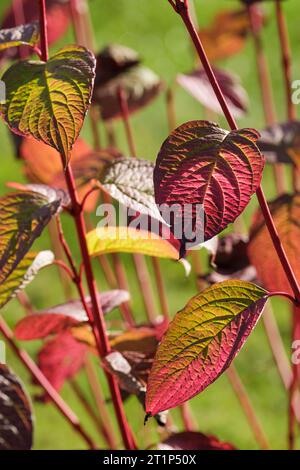 Cornus alba sibirica, Vivid Red Dogwood, rotgeschellter Harsholz, rote Blätter im Spätherbst Stockfoto