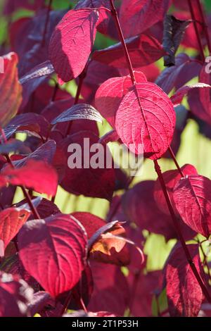 Cornus alba sibirica, Vivid Red Dogwood, rotgeschellter Harsholz, rote Blätter im Spätherbst Stockfoto