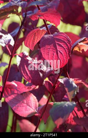 Cornus alba sibirica, Vivid Red Dogwood, rotgeschellter Harsholz, rote Blätter im Spätherbst Stockfoto