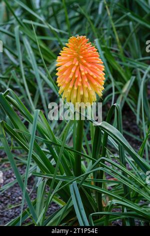 Kniphofia rooperi, Roopers glühender Poker, einzelne Blume im Spätherbst Stockfoto