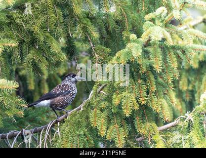 Nussknacker (Nucifraga caryocatactes) im Gebirgswald Bulgariens gesichtet. Hoch oben in einer Kiefer. Stockfoto