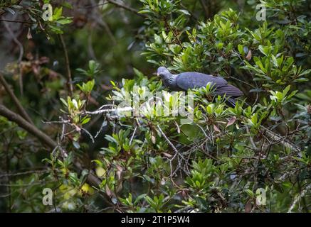 Endemische Trocaz-Taube (Columba trocaz), auch bekannt als Madeira-Lorbeerkaube oder Langläufer-Taube, im Lorbeerwald auf Madeira. Stockfoto