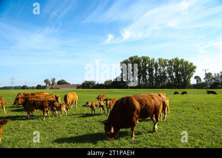 Braune Kühe mit Hörnern auf einer Weide, zusammen mit den Kälbern Stockfoto