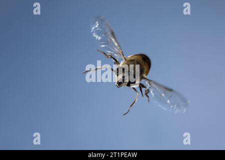 Große Bienenschwebfliege, Bienen-Schwebfliege, Mistbiene, Schlammfliege, Schlammbiene, Scheinbienen-Keilfleckschwebfliege, Drohnenfliege, Weibchen, Fl Stockfoto