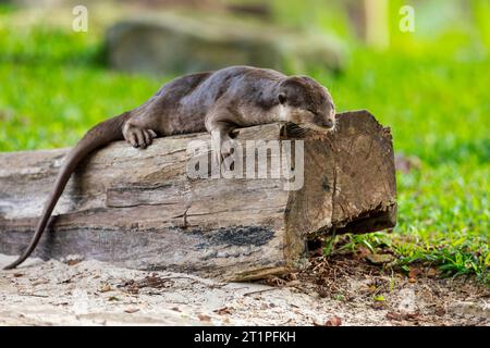 Ein glatter, beschichteter Otter ruht auf einem Baumstamm in einem Sandkasten am Fluss im urbanen Singapur Stockfoto