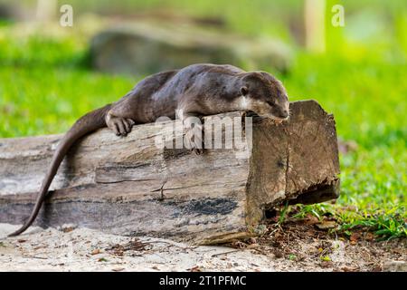 Ein glatter, beschichteter Otter ruht auf einem Baumstamm in einem Sandkasten am Fluss im urbanen Singapur Stockfoto