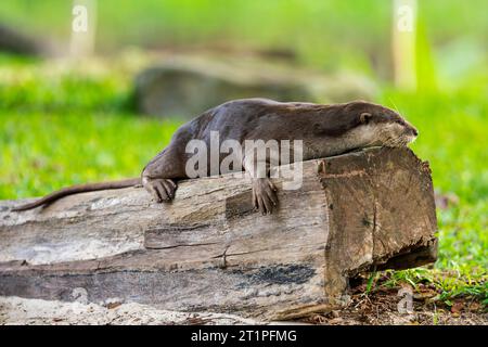 Ein glatter, beschichteter Otter ruht auf einem Baumstamm in einem Sandkasten am Fluss im urbanen Singapur Stockfoto