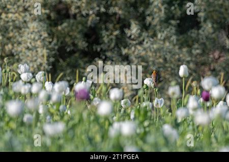 Ein Vogel auf einer Mohnblume. Ein Feld mit weißen Mohnblumen in Burdur. Stockfoto
