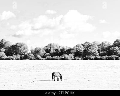 Black and White Landscape, Brockenhurst, Hampshire, England, Vereinigtes Königreich, GB Stockfoto