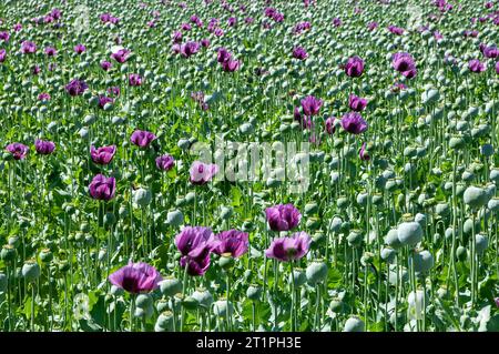 Lila Mohnblumen auf einem Feld (Papaver somniferum). Mohn, landwirtschaftliche Nutzpflanzen. Stockfoto