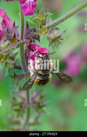 Natürliche Nahaufnahme einer männlichen europäischen Wollkrautbiene, Anthidium manicatum, Schluck Nektar von Hecke Wundkraut, Stachys sylvatica Stockfoto