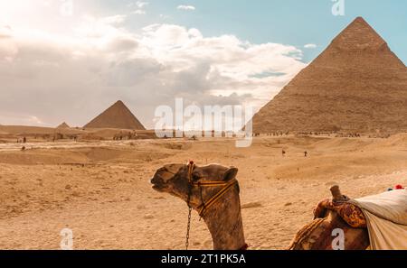 Kamel ruht auf dem Sand an den Pyramiden von Gizeh Stockfoto