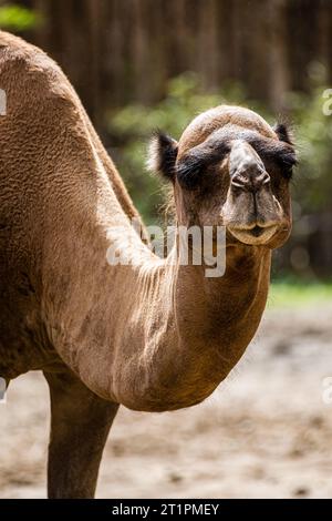 Kamel starrt in die Kamera Stockfoto