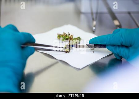 Pflanzengewebekultur für die Agrarforschung Stockfoto