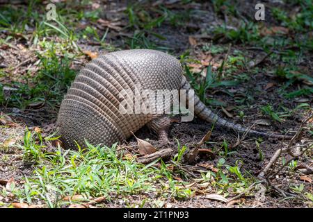 Armadillo auf Cumberland Island, Georgia. Stockfoto