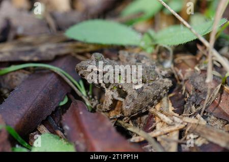 Ein winziger Blanchard's Cricket Frosch, Acris blanchardi, in einem texanischen Wald. Stockfoto