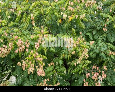 Koelreuteria paniculata „Rosenlaterne“ Stockfoto