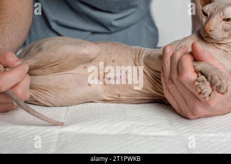 Jungkatze sphynx mit Narbe nach tierärztlich liegender Operation. Berufsbildung und Tierkonzept Stockfoto