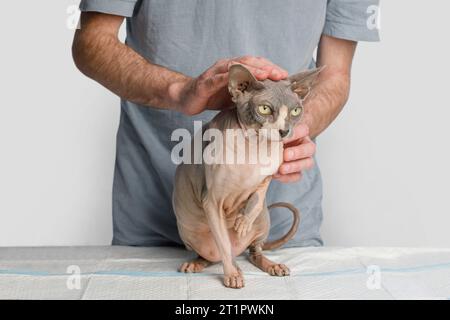 Niedliche Katze in Arzthänden auf weißem Hintergrund, Kitten-Tierarzt untersucht. Katzentieruntersuchung in der Tierarztklinik. Gesundheitspflege Haustier. Stockfoto