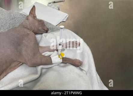 Katze nach chirurgischer Narkose in einer Tierklinik Stockfoto